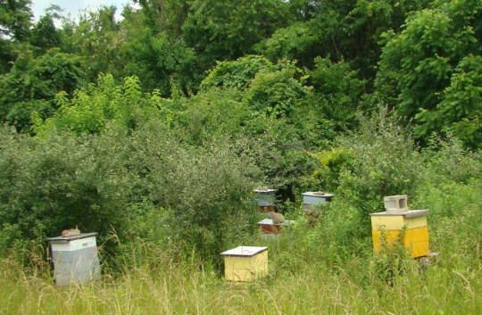 Bee Hives