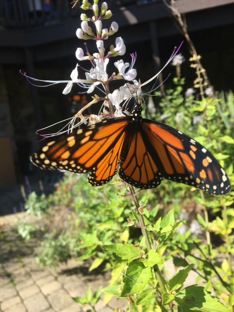 Monarch Butterfly