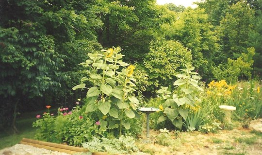 Pat flower garden 001