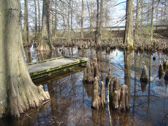 Dawes Cypress Swamp