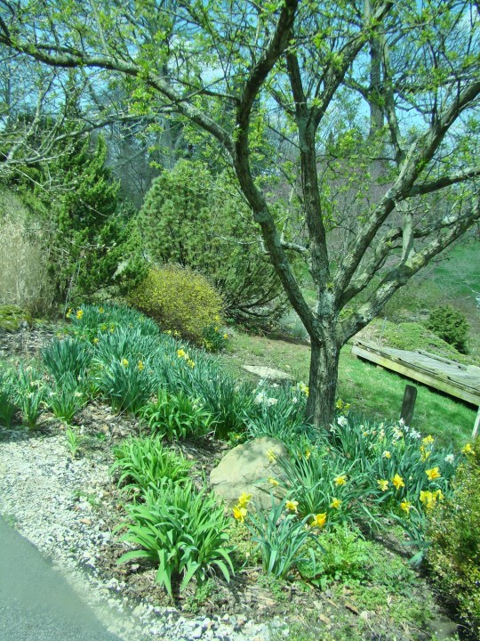 Dawes Daffodil setting