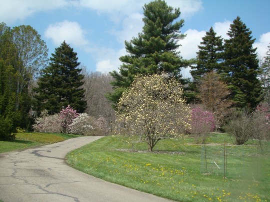 Dawes Magnolia Drive