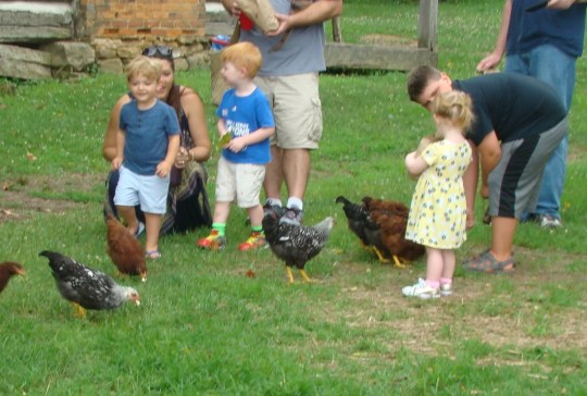 Hocking Feeding Chickens