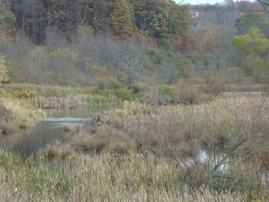 Howard Beaver Dam