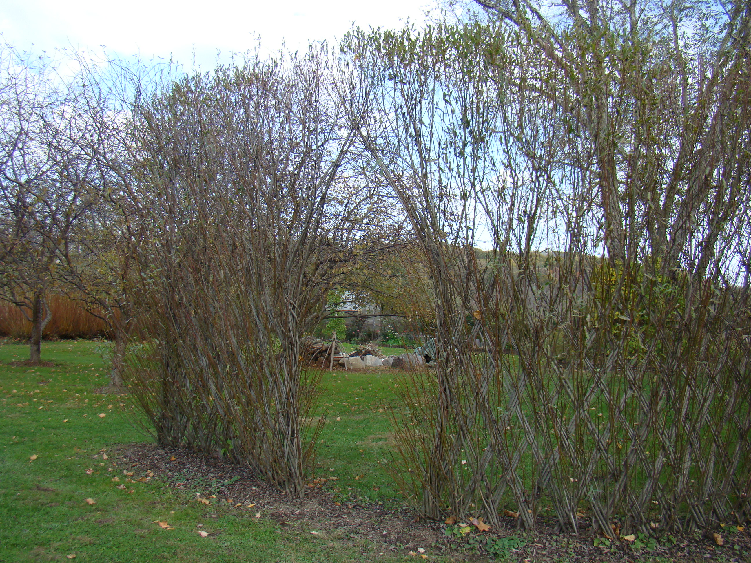 Howard Willow Fence