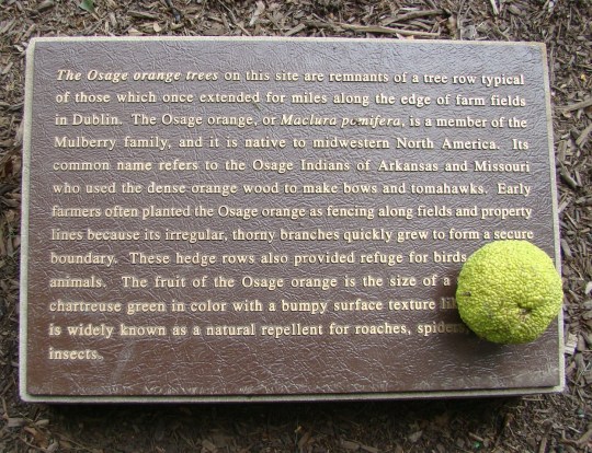 Corn Orsage Orange Fruit