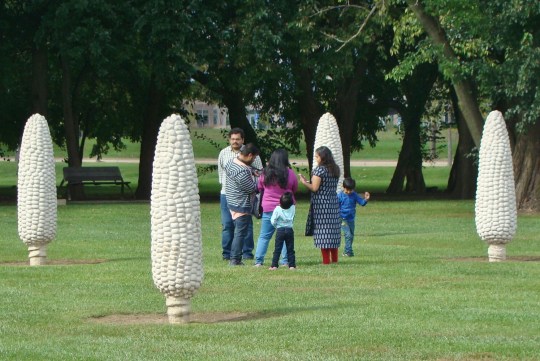Field of Corn Family