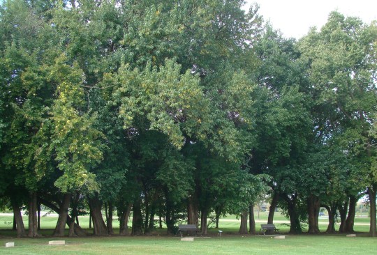 Field of Corn Osage Orange Trees