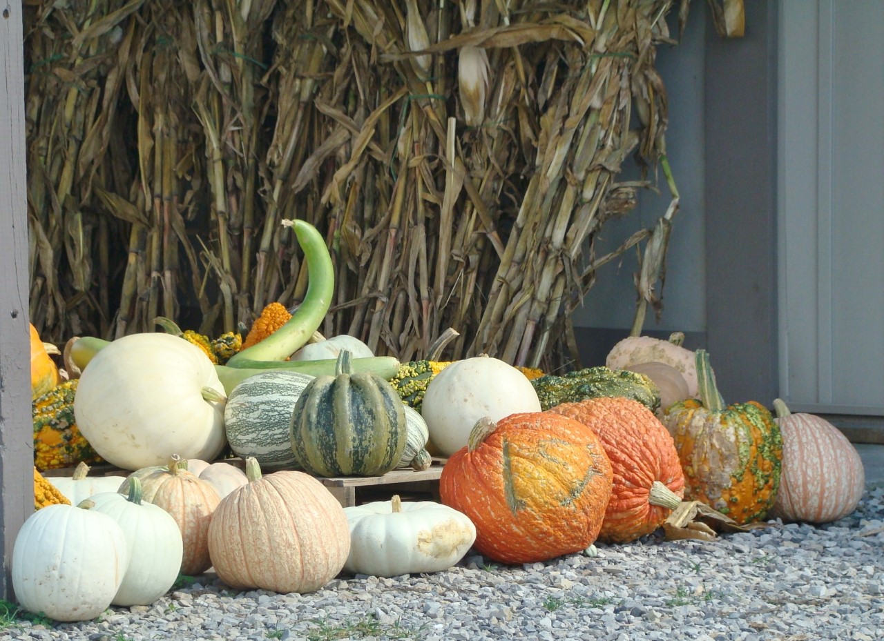 Schumaker Signs of Fall