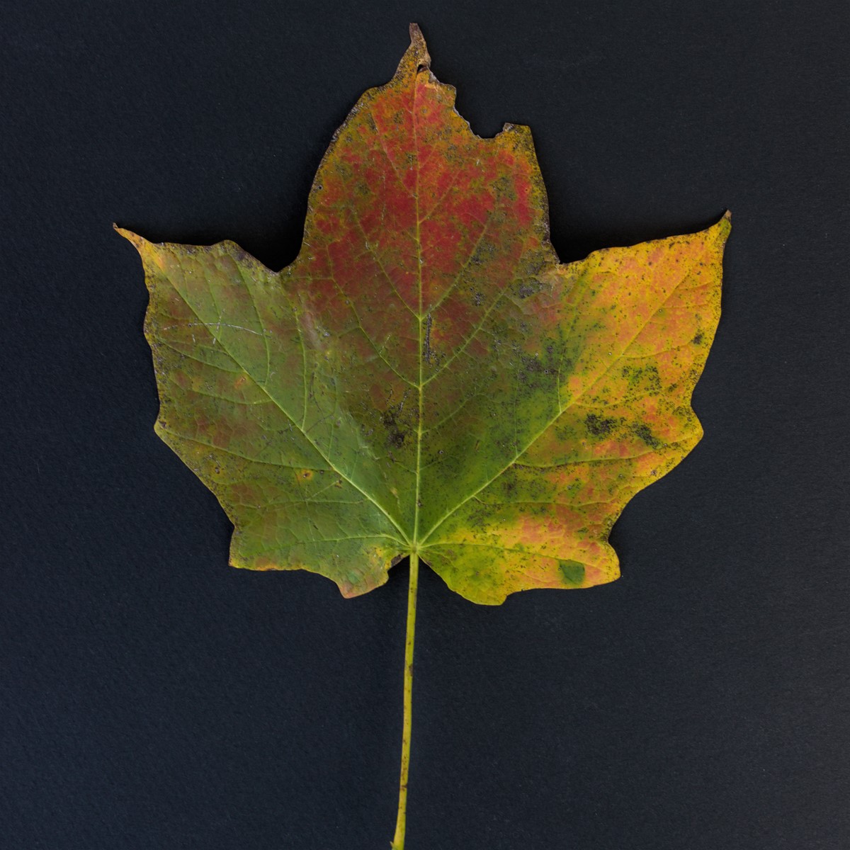 Daniel Falling Transition