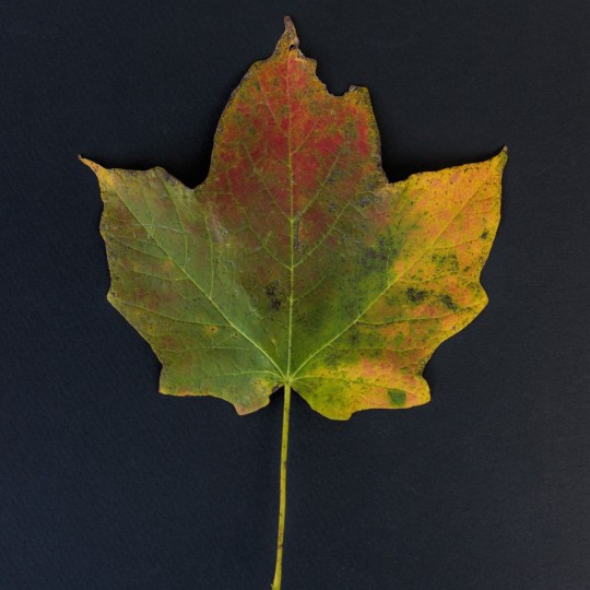 Daniel Falling Transition