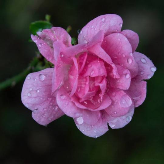 Daniel Late Blooming Rose