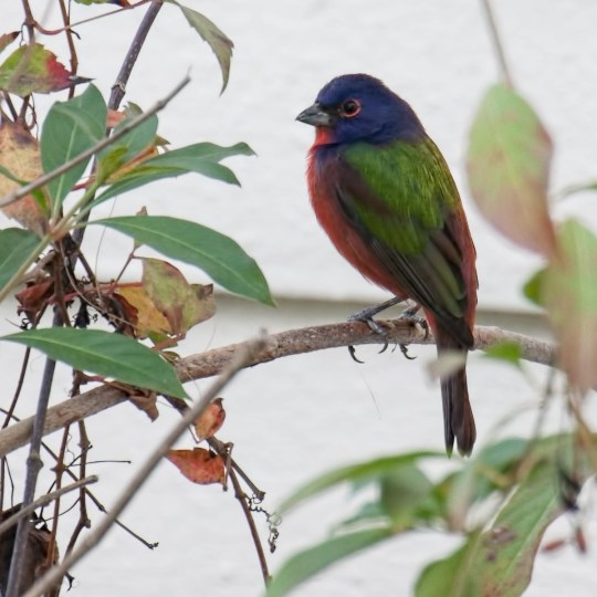 Daniel painted bunting