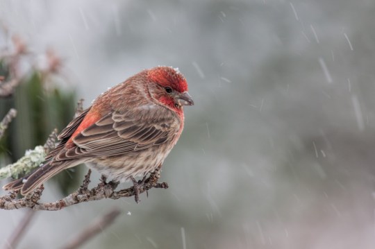 Daniel winter purple finch