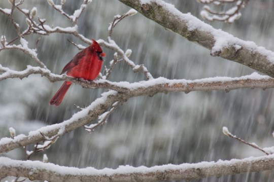 DanielNorth American male Cardinal in snow
