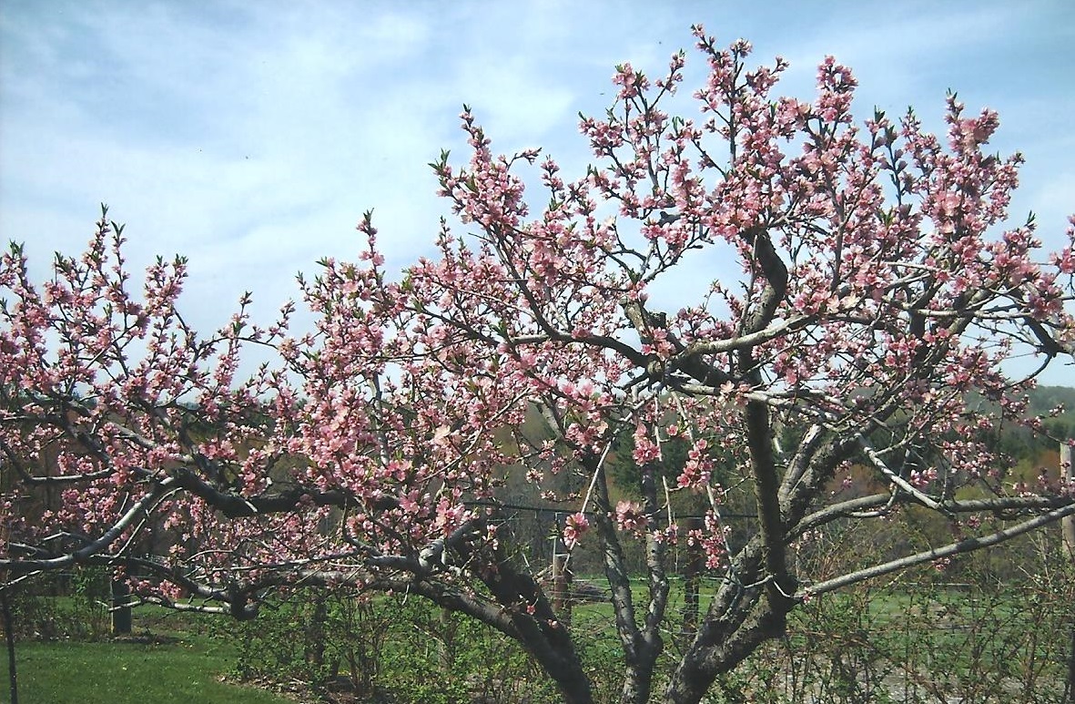 Jo Cherry Tree Pruning