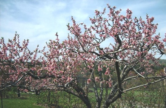 Jo Cherry Tree Pruning
