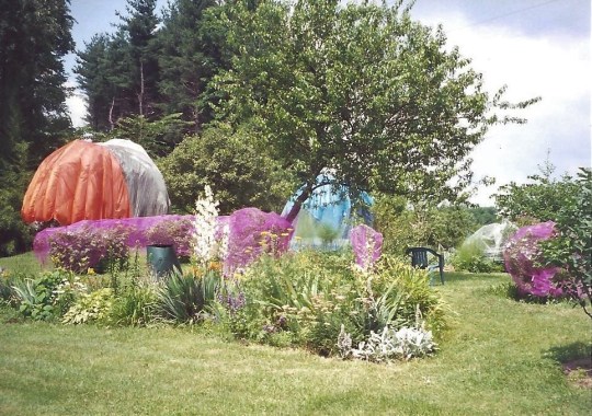 Jo fruit trees covered