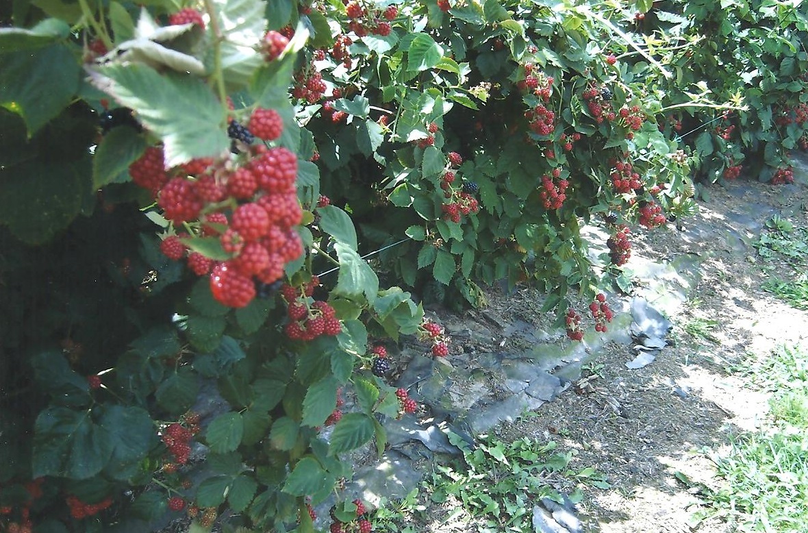 Jo Raspberries 001