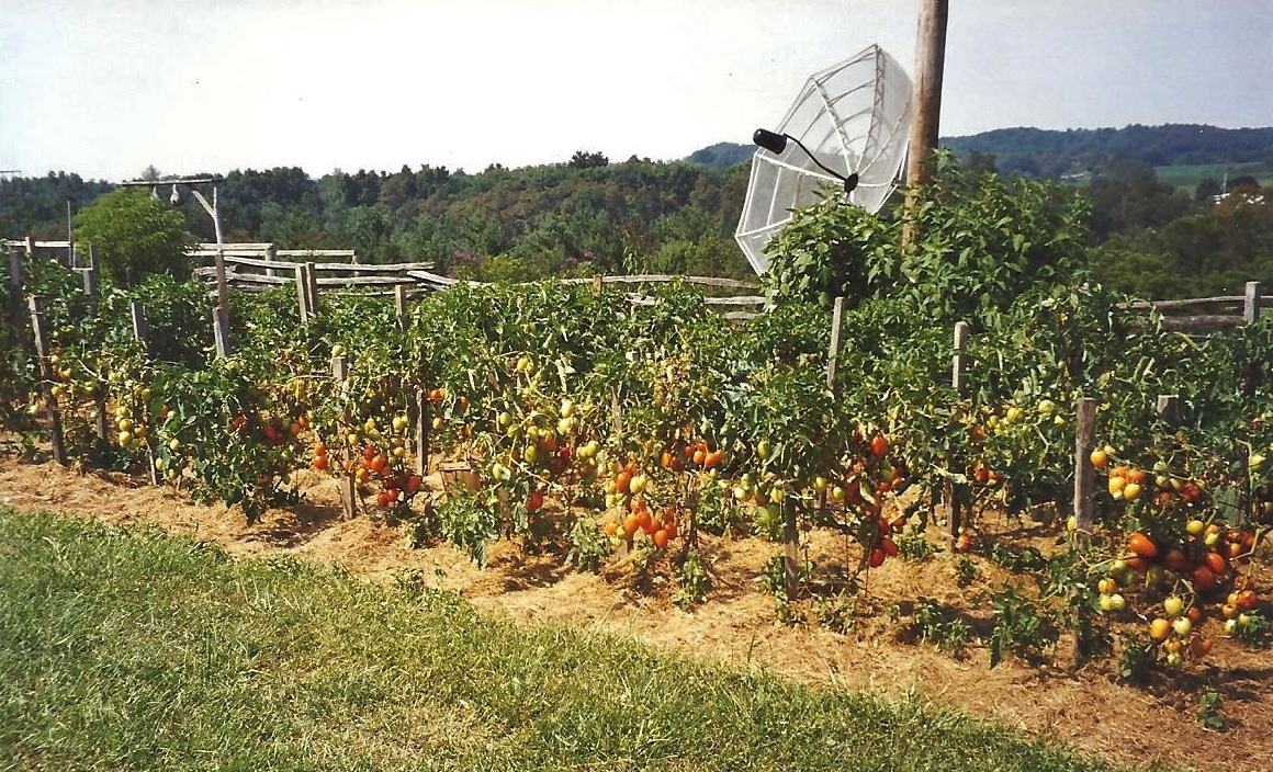 Jo Tomatoes 001