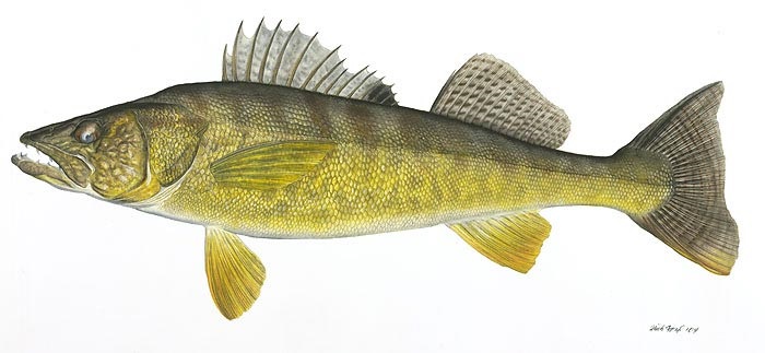 Walleye
