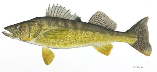Walleye