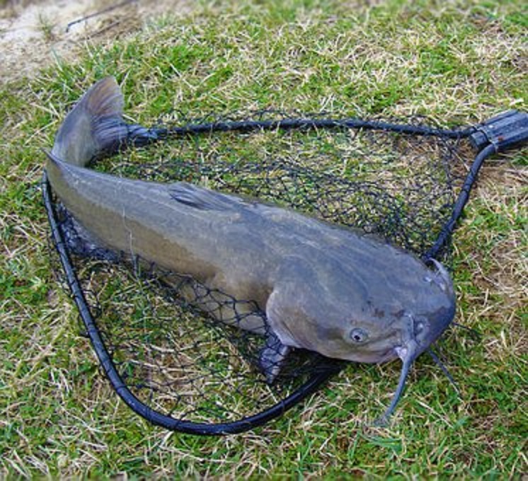 catfish