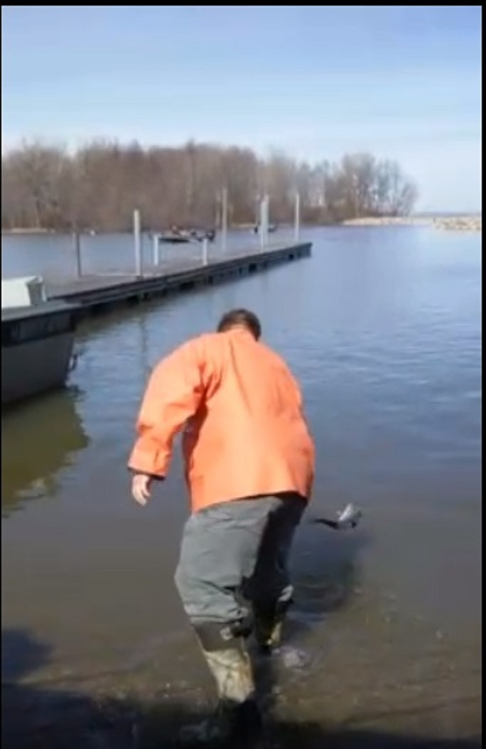 W alleye released to the lake