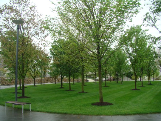 Veterans Memorial Grove