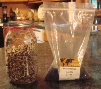 Julia Sprouting Lentils