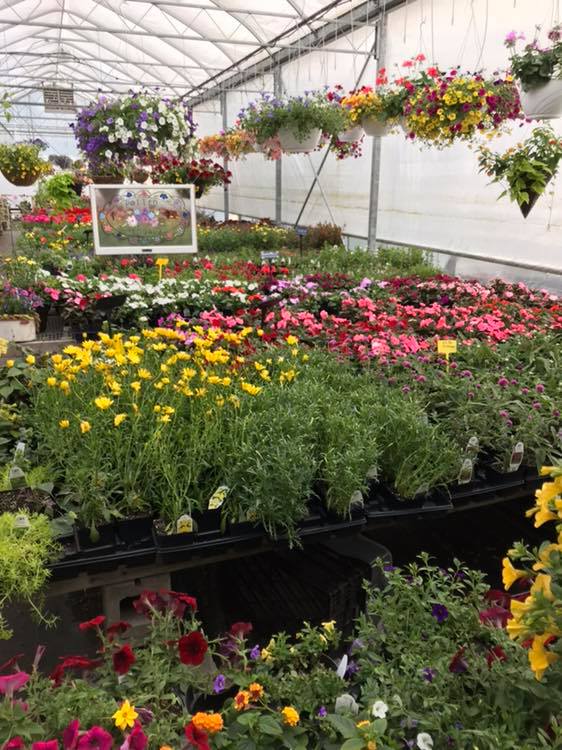 McDaniel's Annuals (2)