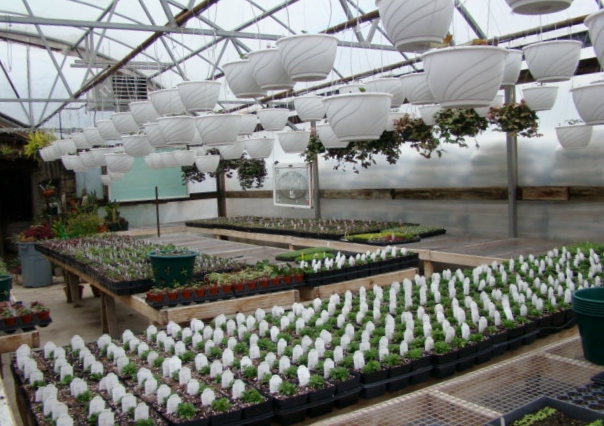 McDaniel's Early Hanging Baskets