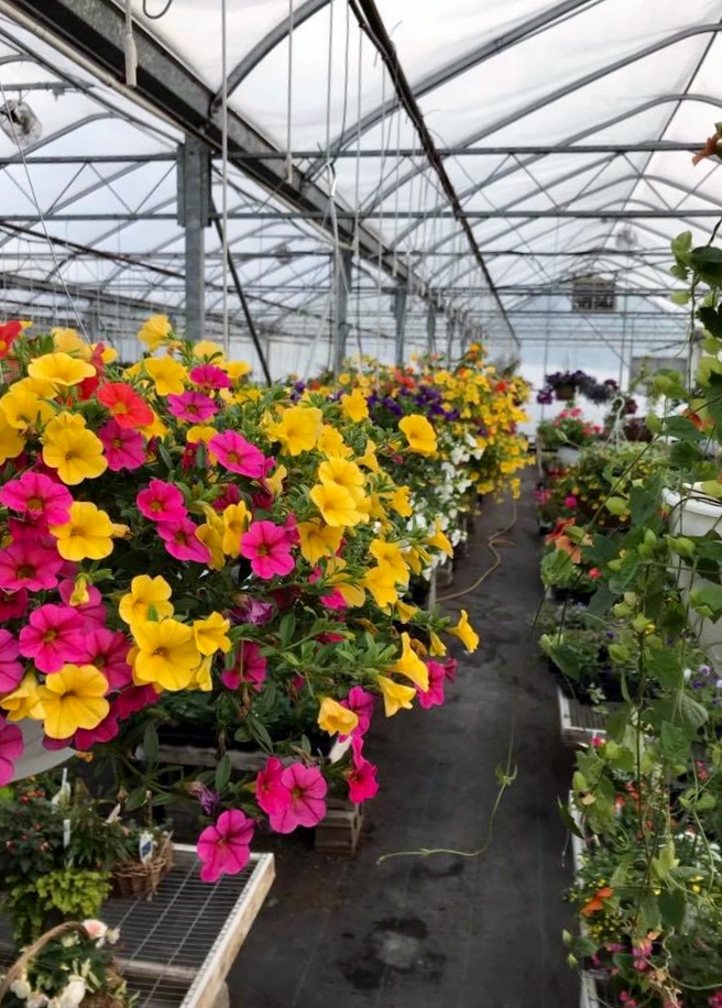 McDaniel's Hanging Baskets (2)