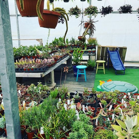 McDaniel's Succulent Area