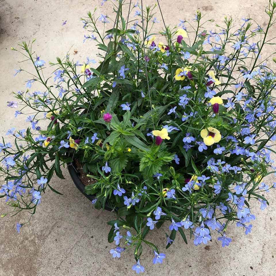 McDaniels's Hanging Basket